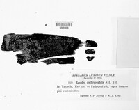 Hypocenomyce anthracophila image